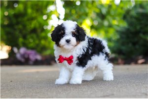 Darius - puppy for sale