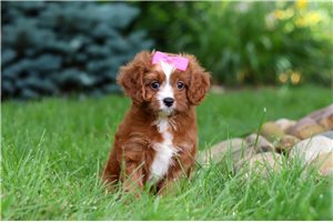 Dawn - puppy for sale