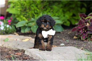 Fannie - puppy for sale