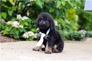 Emmett - puppy for sale
