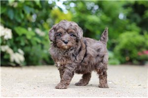 Felicity - Cavapoo for sale