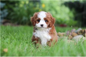 Dallas - puppy for sale