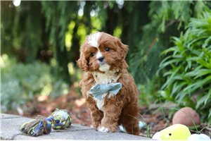 Maxwell - Cavapoo for sale