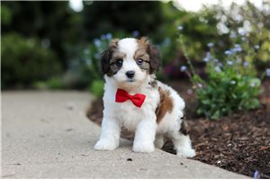 Capri - Cavapoo for sale