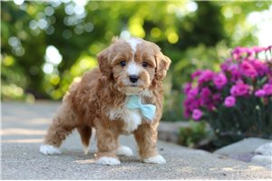 Garfield - puppy for sale