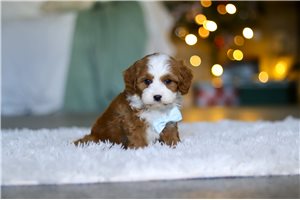 Tyler - Cavapoo for sale