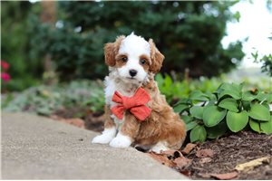 Evander - Cavapoo, placed in Tuscarawas Co