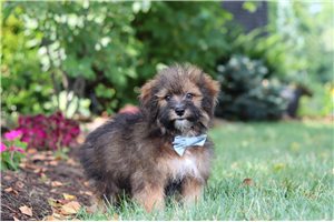 Ernie - Havapoo for sale