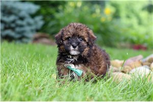 Ernie - puppy for sale