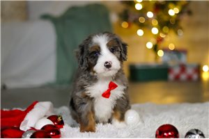 Aero - Bernedoodle, Mini for sale