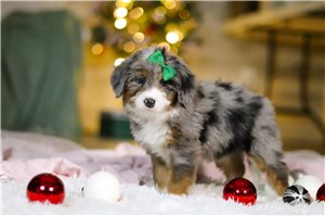 Adele - puppy for sale