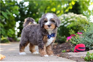 Iago - puppy for sale