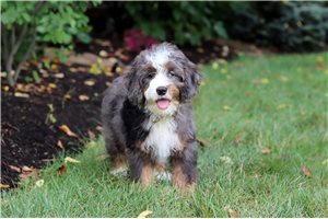 Isaac - Bernedoodle, Mini for sale