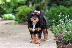Delaney - Bernedoodle, Mini for sale