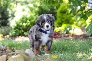 Jacques - Bernedoodle, Mini for sale