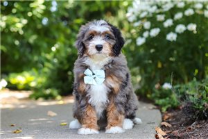 Johnny - Mini Bernedoodle for sale