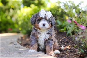 Nayla - Bernedoodle, Mini for sale