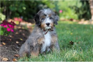 Norman - puppy for sale