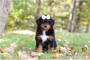Taka - Mini Bernedoodle for sale