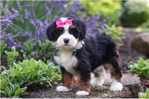 Hillary - Bernedoodle, Mini for sale