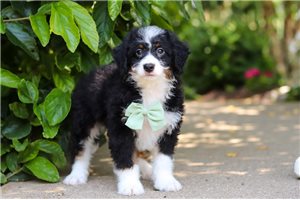 Jimmy - Bernedoodle, Mini for sale