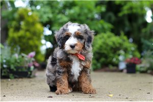 Dale - Bernedoodle, Mini for sale