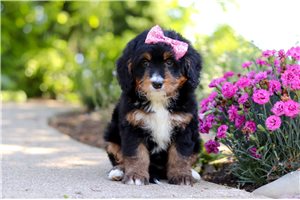 Nightshade - puppy for sale
