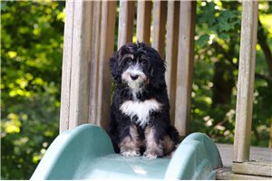 Niki - Bernedoodle, Mini for sale