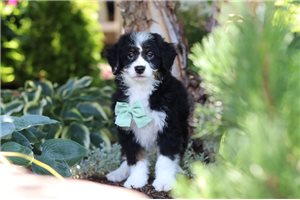 Jimmy - Bernedoodle, Mini for sale