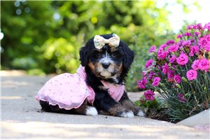 Niki - Mini Bernedoodle for sale