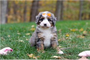 Shelby - puppy for sale