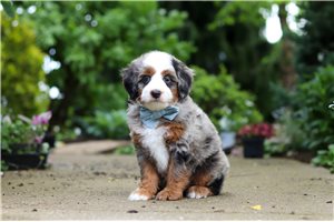 Damien - Bernedoodle, Mini for sale