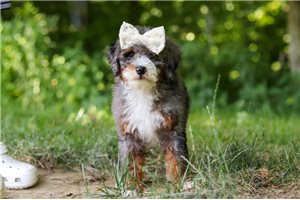 Jocelyn - Bernedoodle, Mini for sale