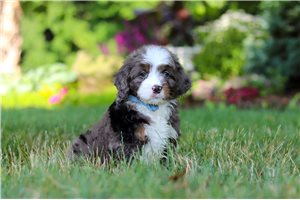 Isaac - puppy for sale