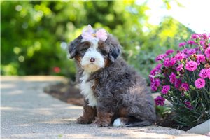 Nessie - puppy for sale