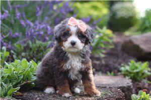 Hannah - Bernedoodle, Mini for sale