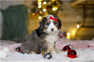 Adeline - puppy for sale