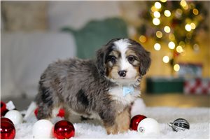 Aiden - puppy for sale