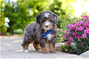 Norman - puppy for sale