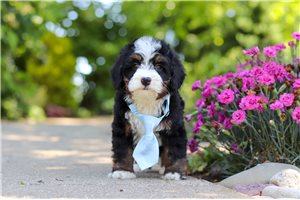 Norris - puppy for sale