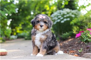 Isla - Bernedoodle, Mini for sale