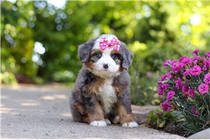 Nichole - puppy for sale