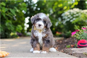 Ivan - puppy for sale
