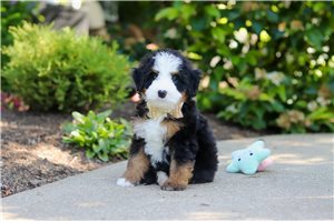 Pierce - puppy for sale