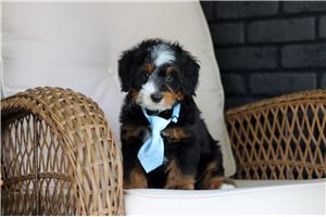 Dudley - Bernedoodle, Mini for sale