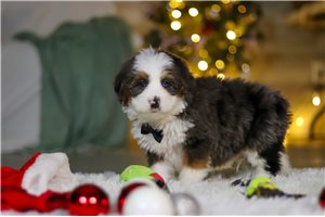 Aether - Bernedoodle, Mini for sale