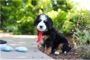Phoenix - Mini Bernedoodle for sale