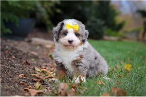 Sheila - Bernedoodle, Mini for sale