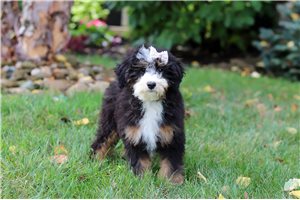 Hermione - Bernedoodle, Mini for sale