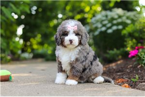Indigo - puppy for sale